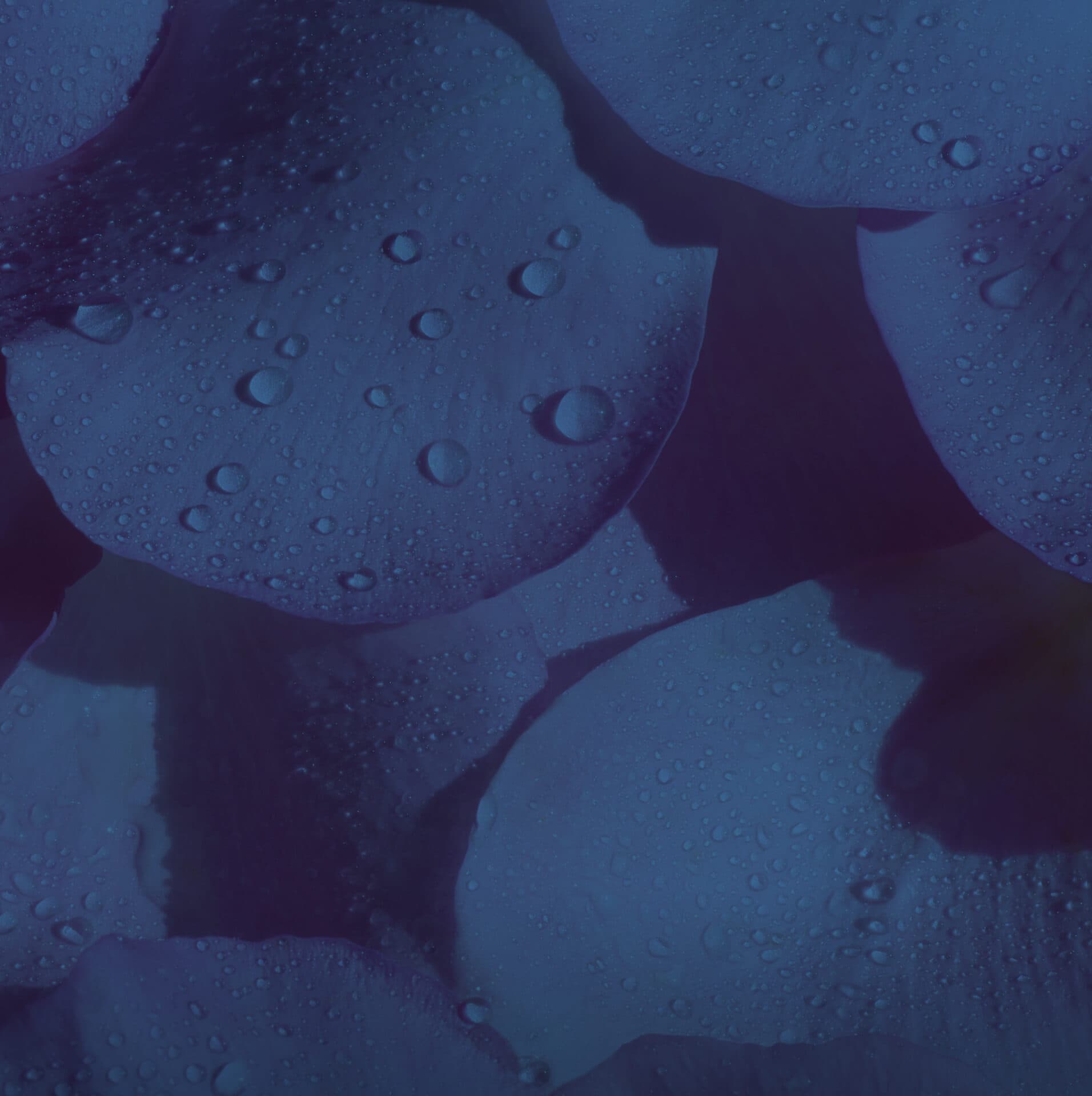 EXPERTISE HEADER FILTRE